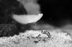 Smiling Whale Ocean Beluga Ring